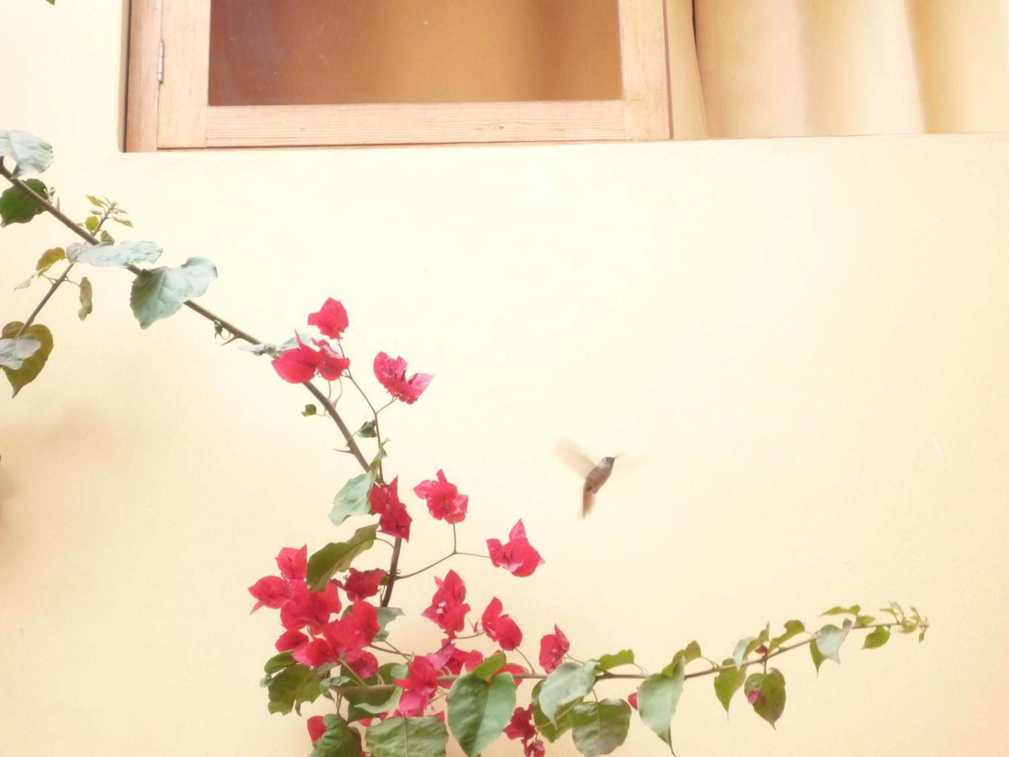 Hostal Tambo Colorado Pisco Luaran gambar